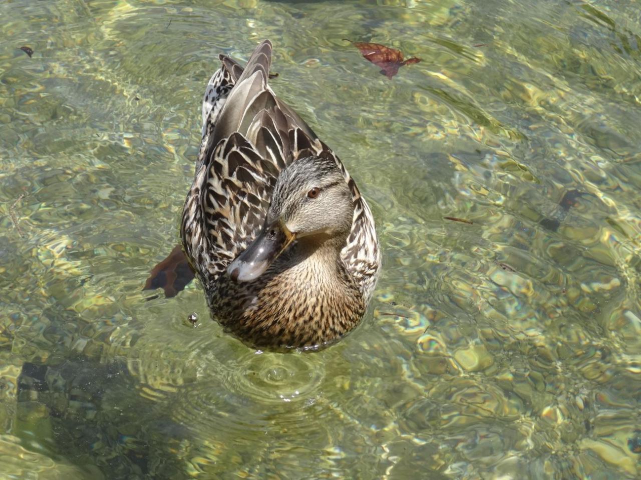 08-28-Ben, mon canard...